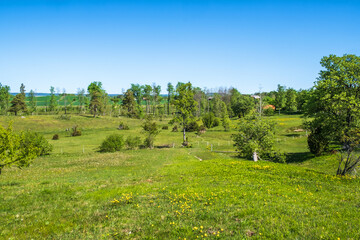 Beautiful meadow landscape with lush trees in summer