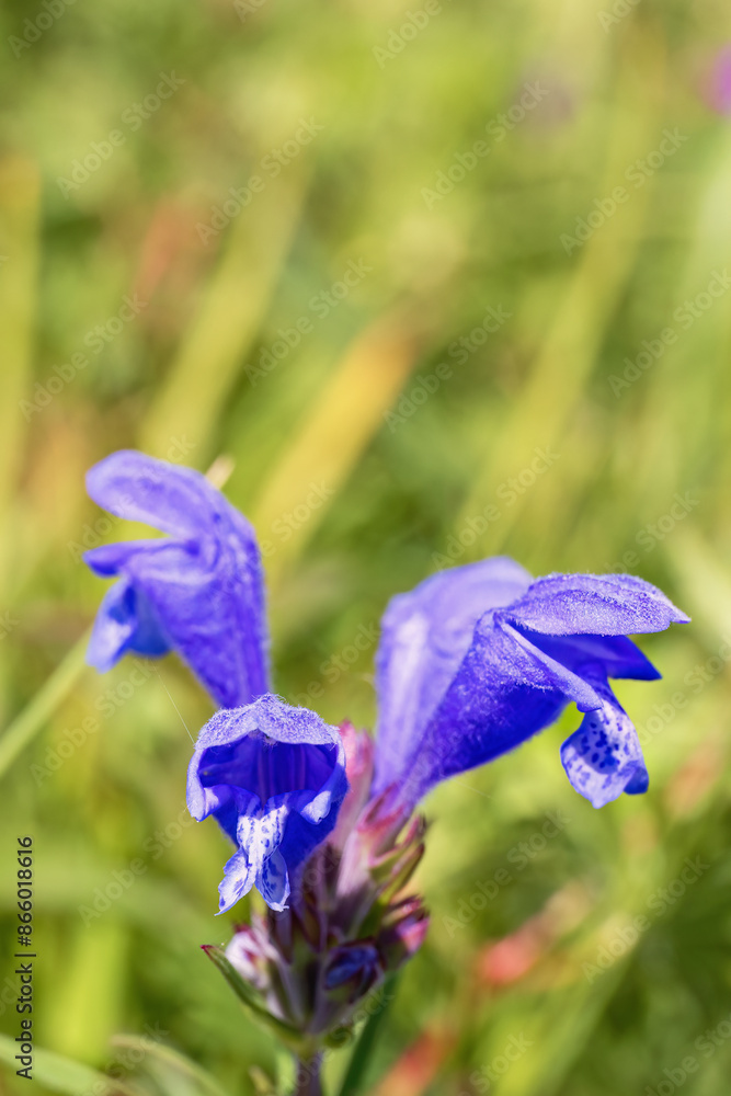 Sticker Beautiful wild Northern dragonhead in bloom on a meadow