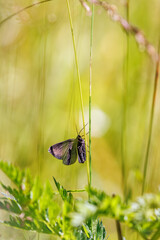 Chimney sweeper sitting on a blade of grass