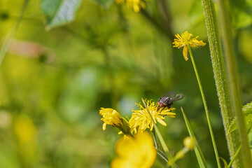 Housefly sitting on a yellow flower in a meadow