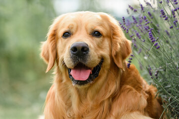 Golden Retriever dogs near lavender flowers. walk with your favorite animals