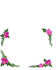 ハマナスのフレーム透過素材