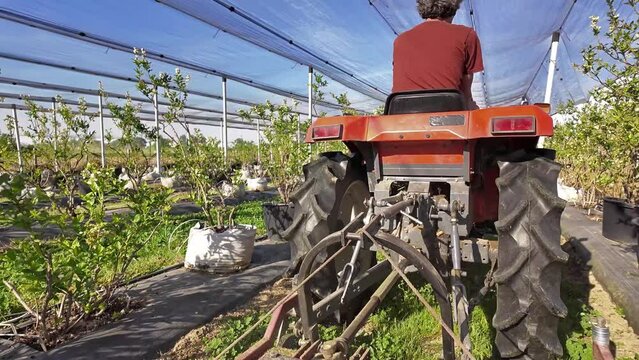 Farmer using bush hog on a tractor to cut weeds in a blueberries plant plantation.	
