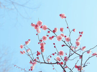 Full Bloom Plum Blossoms Against Blue Sky