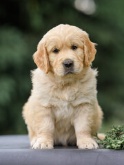 small newborn puppy 1 month old golden retriever labrador in a basket with a bouquet of flowers of peonies and bells. Happy Birthday Card