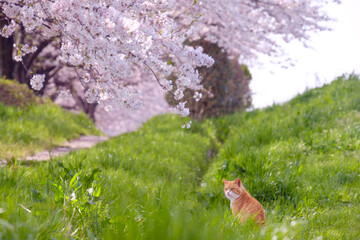 Brown Cat Relaxing Under Cherry Blossoms