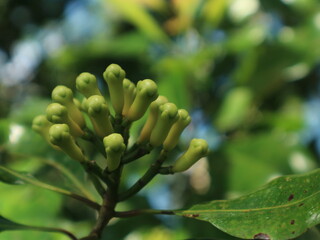Clove fruit on the tree is ready to be harvested