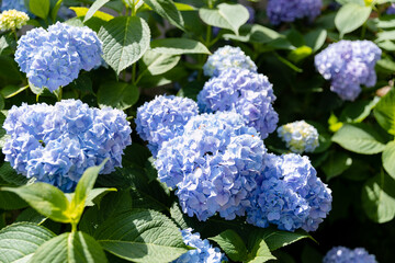 Hydrangea. Blue and lilac hydrangea flowers.