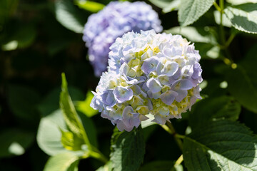 Purple hydrangea in a pot. Blue and lilac hydrangea flowers.