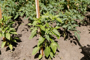 Bell pepper plants growing outdoors in a garden. Eco products. Food plant concept. 