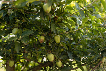Unripe green apples on tree branch.