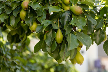 Unripe green pears on tree branch.