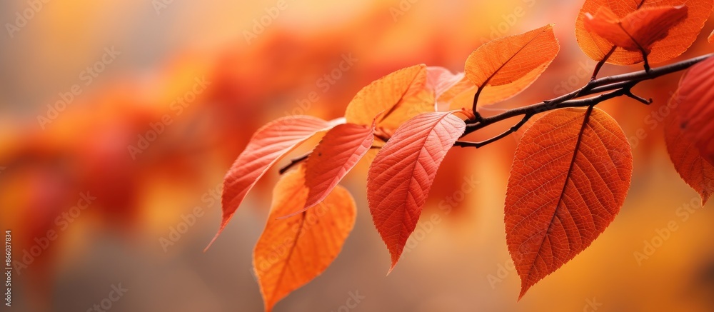 Poster Autumn leaves depicted in an extreme close-up with a copy space image.