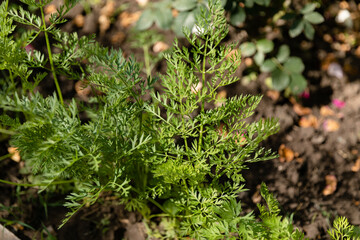 Сarrot plant in the garden. Close up