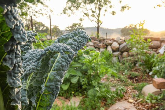 Large kale plant growing in vegetable garden at dawn