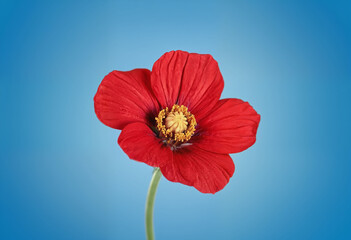 A macro shot of a single red flower with a blue background