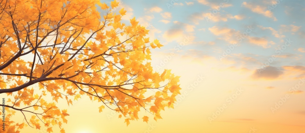 Fototapete Scenic autumn backdrop with a maple tree's yellow leaves against a sunset sky, ideal as a web banner or wallpaper with room for text in the image. with copy space image