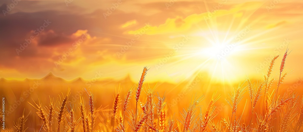 Poster close-up nature photo with a rich harvest idea against a sunset backdrop of ripening yellow wheat on