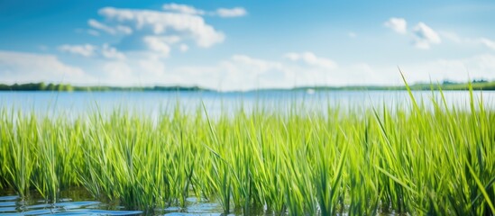 Obraz premium Landscape photo with selective focus on marshland, showcasing grass field against a blue sky with copy space image.