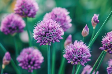 Obraz premium Mauve Flowers: Beautiful Chives Blossoms in a Lush Garden Setting
