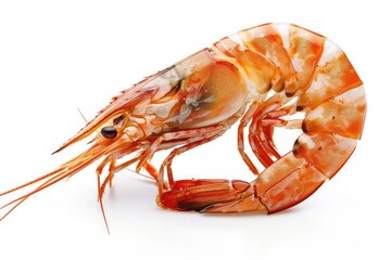 Boiled Shrimp. Delicious Tiger Shrimp Prepared as a Seafood Dish