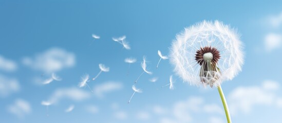 A dandelion seed head with white globular shape against a blue sky background, poised for flight with copy space image.