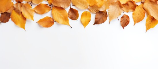 Fall-themed backdrop using a border of dried autumn leaves on a white background, conveying an autumn ambiance for Thanksgiving and similar events. Flat lay composition with a top-down perspective