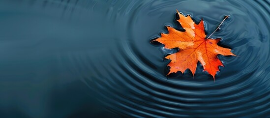 A solitary vibrant orange maple leaf floating in water, creating a simple autumn backdrop with ample copy space image.