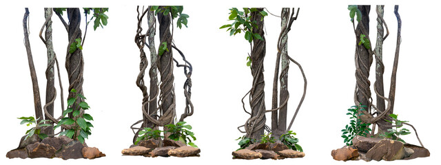 Big set the trunk of the tree has vines growing up the tree. The vines are twisted and twisted. At the roots, there are many stones as decorations for beauty, isolated on a white background, there is 