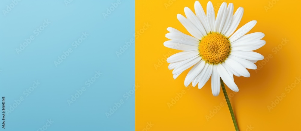 Aufkleber top view of a single chamomile flower with copy space image.