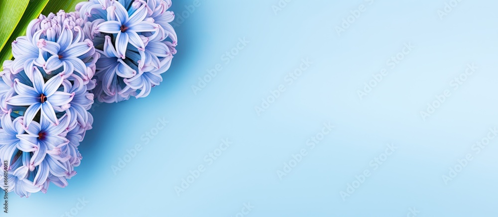 Poster Top view of a blue hyacinth against a light blue backdrop with space for text or other images. with copy space image. Place for adding text or design