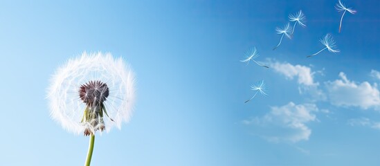 A dandelion seed head with white globular shape against a blue sky background, poised for flight with copy space image.