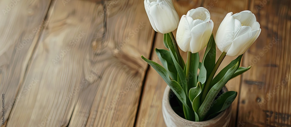Poster two white tulips in the pot on wooden table. with copy space image. place for adding text or design