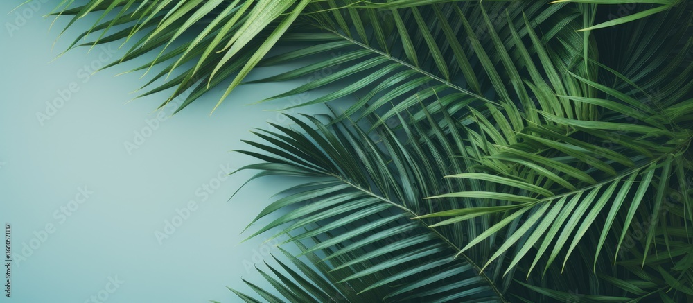 Poster Background featuring palm leaves with copy space image.