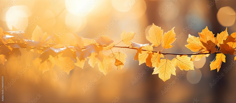 Poster backlit autumn scene with golden yellow maple leaves, creating a warm and cozy vibe with a copy spac