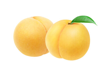 黄金桃のイラスト リアル 白バック