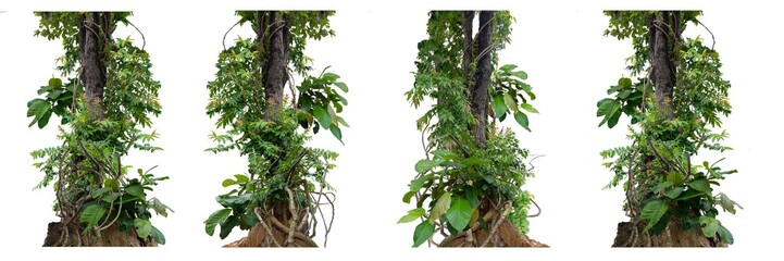 Big set forest tree trunks with climbing vines twisted liana plant and green leaves  isolated on white background, clipping path included.