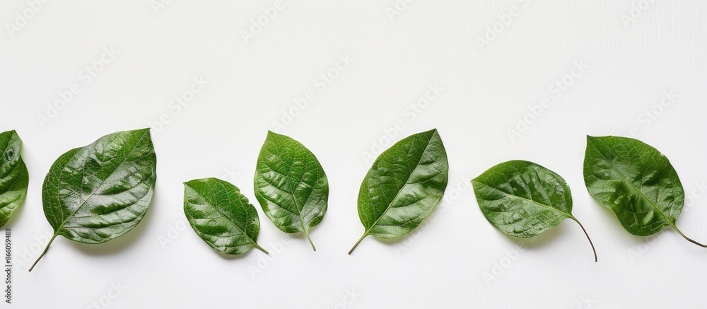 Aufkleber Isolated leaves on a plain white backdrop in a studio photograph with copy space image.