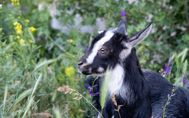 Close-up of a young black and white kid Goat, with a leave of grass in its mouth.