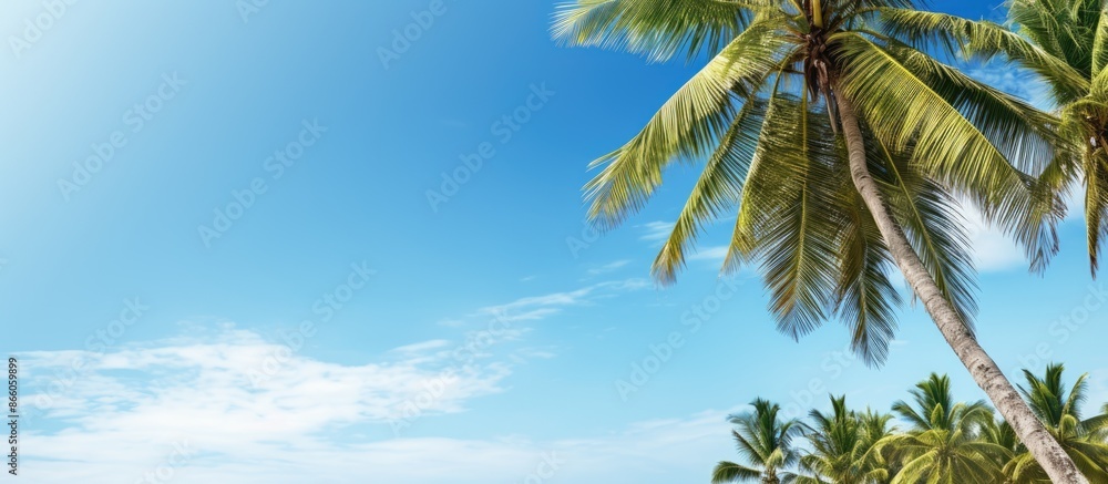Poster tropical coast scenery with palm and coconut trees against a clear blue sky, creating a summer vibe 
