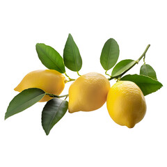 Branch of fresh lemon isolated, group of yellow lemon cut out.