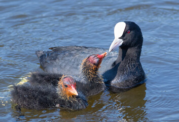 Eurasian coot, Fulica atra. A female and two chicks swimming side by side, chatting