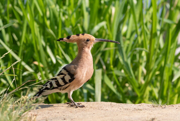 Eurasian hoopoe, Upupa epops. A bird walks along the riverbank in search of prey