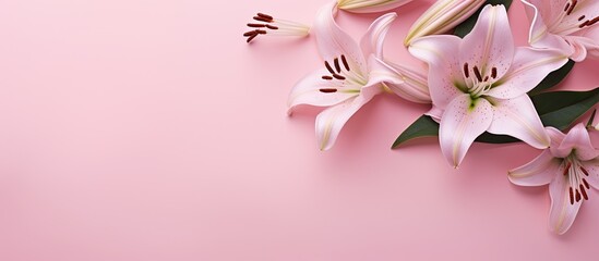 Obraz premium Lily flowers arranged on a soft pink surface for a flat lay image, providing ample copy space for text or design.