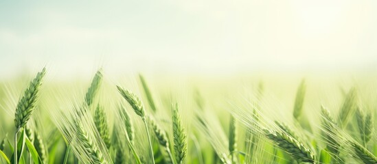Fototapeta premium Scenic green barley field with a blank area for text or images - copy space image.