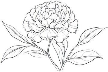 Marigold outline sketch drawing flower plant.