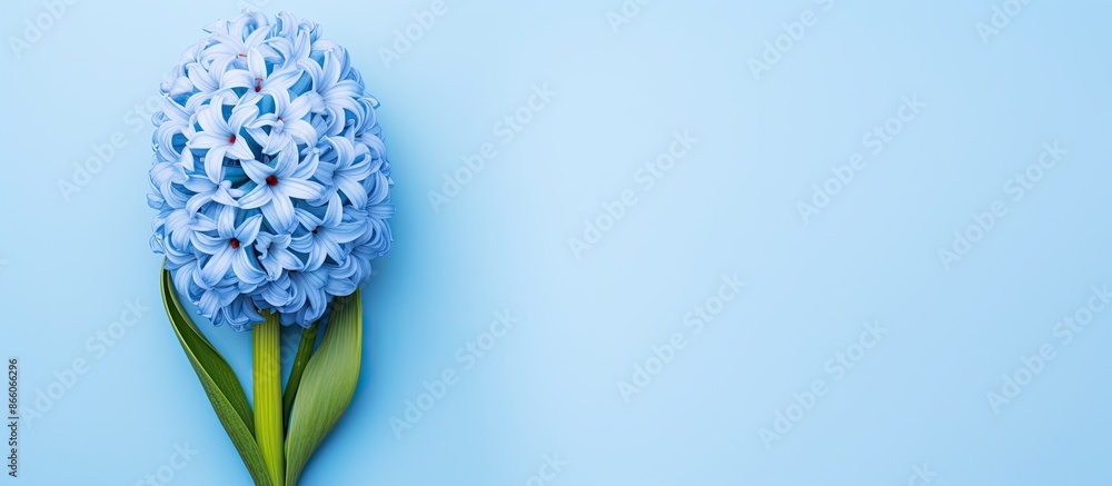Aufkleber Top view of a blue hyacinth against a light blue backdrop with space for text or other images. with copy space image. Place for adding text or design