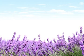 Lavender field nature backgrounds landscape.