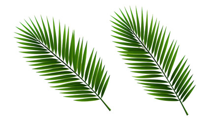 Obraz premium Lush Green Palm Fronds