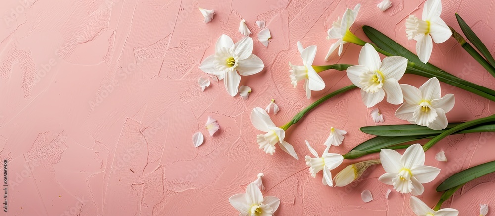 Fototapete Top view of white daffodils on a pink backdrop with room for text or other elements in the image. Copy space image. Place for adding text and design